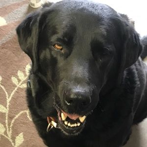 Meet your Posher, Josh